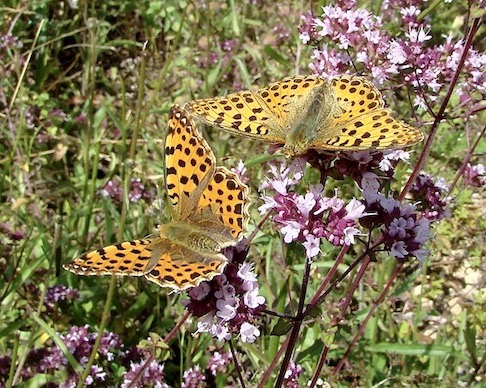 Queen of Spain fritillary